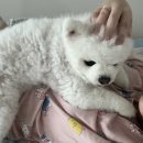 쌍둥이카센타 | 임신 기록 9) 임신 15주 차 기록 증상, 쌍둥이 배크기, 페넬로페 더퍼스트 박스, 온라인 젠더리빌 링크...