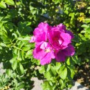 화수부두경로당 이미지