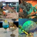 역삼1-136 | [강남 이색 데이트 카페] 거북이, 다양한 파충류가 있는 강남 이색 데이트 카페- "슬로우커피 역삼점"