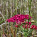 장미아파트 이미지