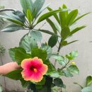 연수메디칼 | 세부ECC 가족연수 전 꼭 알아두면 좋은 세부 병원·현지 약 정보 (아이들이 자주 아픈 증상)