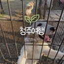 문암생태공원(반려견놀이터) | 청주 문암생태공원 산책, 반려견 놀이터 추천