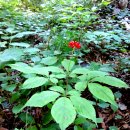 임업진흥원 검사 합격 산양삼씨앗 딱 열분 이미지