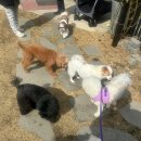 애견 미용실(도그하우스) 이미지