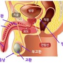 불임 부부에게 드리는 최고의 선물 이미지