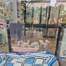 영희와바둑이 애견미용샵 | 반려견일상:) 8살 코코 말티즈미용 하남2지구애견미용샵 영희와바둑이