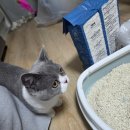 고양이분양 반하나캣 | 운명의 고양이를 만났어요! 파주고양이분양 반하나캣 분양후기