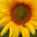 아침햇살스테이 이미지