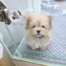 내사랑 강아지 | 마산강아지분양 솜사탕 같은 내 사랑, 말티폼분양 감동의 정착기