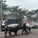예지사료 | 청도 가볼 만한 곳 : [소싸움경기장] 경기 관람 후기, 배팅 방법, 주차, 경기 일정
