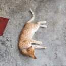 일동미라주 앞 교통섬 | 다낭, 호이안 가족 여행 DAY1 (코코넛 배,