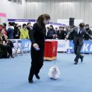 2012.12.8 고양 KKF &amp; FCI 도그쇼 - 토마스,디올,코스모,마스터피스