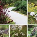 용문산야생화마을 이미지