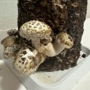 송암농장(2) 이미지