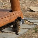 성내목장 | 상당산성 카페 더 산성 아메리카노 후기