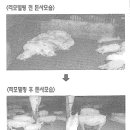 (주)애그리브랜드퓨리나코리아