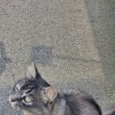 피카디리 애견호텔 이미지