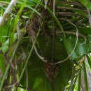 축복농장 | 보홀 자유여행 육상투어 코스 패키지 후기