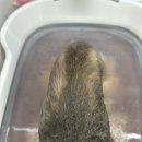 오산 강아지미용_포메 쫑이 곰돌이컷