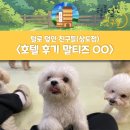 털로 덮인 친구들 | 호텔] 말티즈 OO 호텔 후기 / 강아지 산책 &amp; 프로그램...동자구 상도동 강아지 호텔 추천 (털로덮인친구들)
