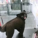 나리펫살롱 이미지