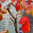 담쟁이농장 이미지