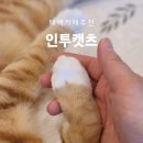 인투캣츠 이미지
