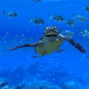 언더더씨 이미지