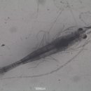 보리수산 이미지