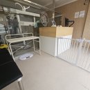 빠몽(PAWMONG) 이미지