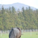 부마목장 이미지