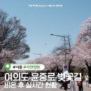 관-비-4-5호 | 여의도 윤중로 벚꽃 비오면 다 질까? 윤중로 벚꽃길 실시간 현황(가는방법, 주차장 등)