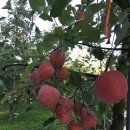 월곡농장 이미지