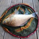 개팔자 상팔자 이미지