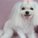 민 동물병원(동물미용) 이미지