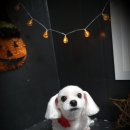 토리애견샵 이미지