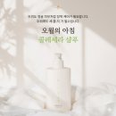 민감성두피샴푸 추천 오월의아침샴푸 콜로세라 피부과샴푸 솔직후기