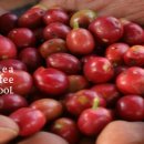 커피 바리스타 2급(자격B) 이미지