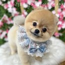 페스츄리(PET'S TREE) 이미지