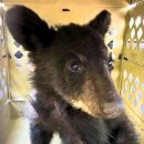 엄마와 아기곰 이미지