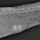 Dr.오즈동물병원 이미지