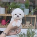 예쁜강아지 - 금정구 서동로 133-1 | 예쁜강아지