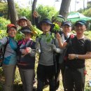 지리산야생삼 이미지