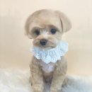 도그허니 이미지