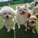 댕댕이 호텔 | 🐶 [리얼후기] 우리 집 겁쟁이 댕댕이, 드림 애견호텔에서 '인생 친구' 사귀고 온 썰! 💖✨