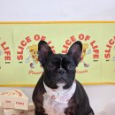 알로하펫 이미지