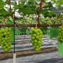 럭키농장 이미지