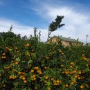 미깡밭스테이삼삼은구 이미지