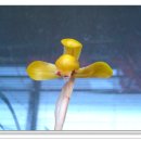 행복을주는꽃 이미지