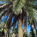 애월 뷰티아 | 제주도 서쪽여행 가볼만한곳 애월 상가리야자숲 방문후기